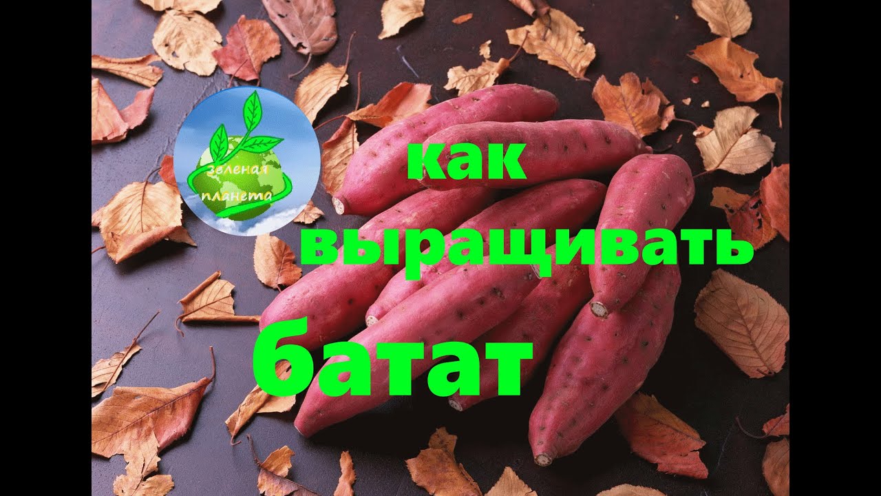 Сладкая Картошка Название Овоща Фото