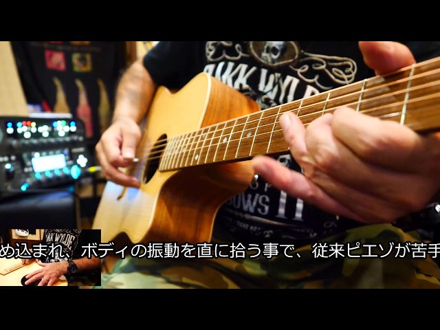 Cole Clark / CCFL1EC-BB 【FAT LADYシリーズ】【Bunya Top/Tasmanian