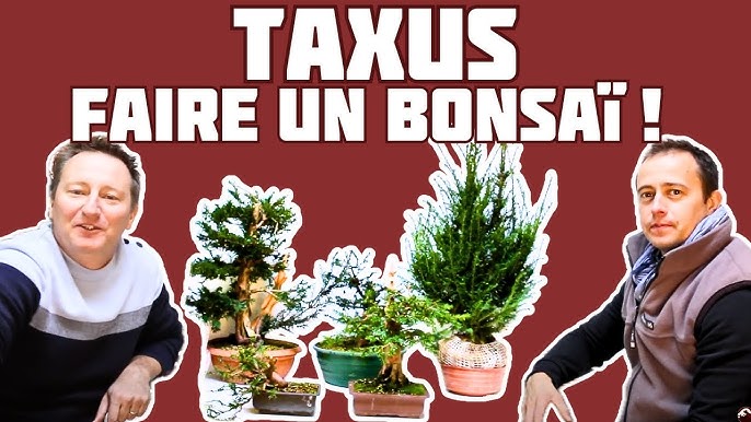 MON SUBSTRAT POUR MES BONSAIS ( PAS D'AKADAMA ) #terreau bonsai#bonsail  soil ( Vidéo 4K ) 