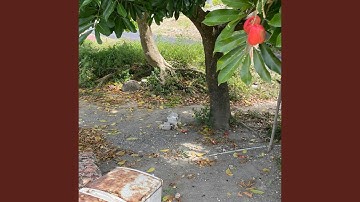 Under the Ackee Tree