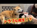 ジョン君の耳掃除とお部屋掃除をするはずがトラブル発生！！