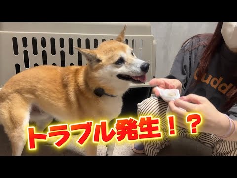 あにまるず Animals 最新動画 ジョン君の耳掃除とお部屋掃除をするはずがトラブル発生！！