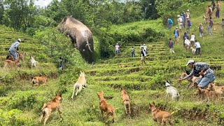 AMAZING !!! PeNGHUNI hutan INI  keluar BeRHaMBuRaN DAN melintasi sawah | WILD BOARD HUNTING