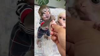 #monkey #babymonkey #cute #trendingshorts #funny #viral #animals #baby #smart #cutebaby #shorts