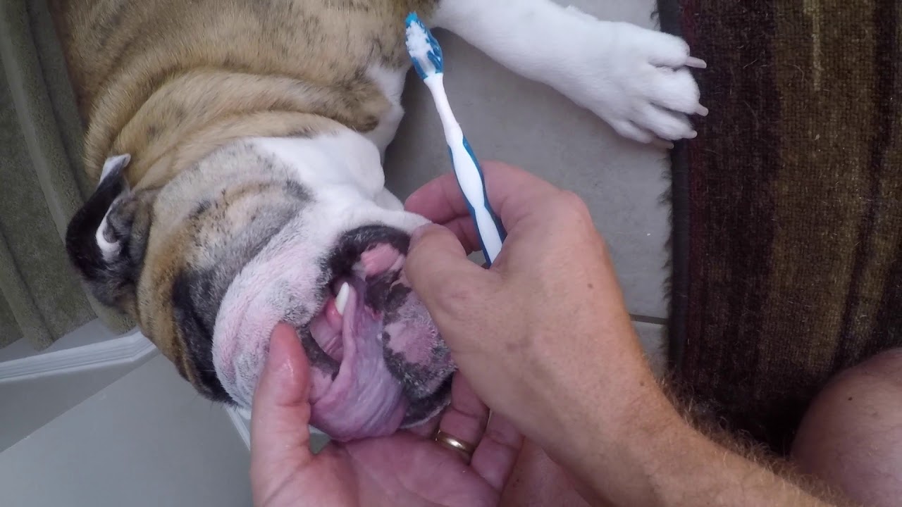 brush for english bulldog