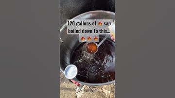 Making maple syrup #how do you make maple syrup