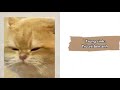 [TRUYỆN AUDIO] || TRÙNG SINH: TRỞ VỀ BÊN ANH ||3||