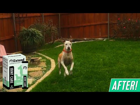 actual-before-&-after-videos---extend™-joint-care-for-dogs