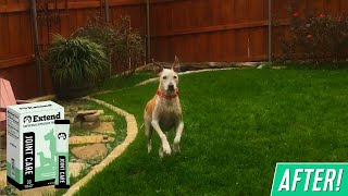 Actual Before & After Videos - Extend™ Joint Care for Dogs