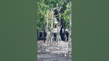 Buộc cây chống làm sao cho đúng cách và thẩm mỹ #caxadovietnam