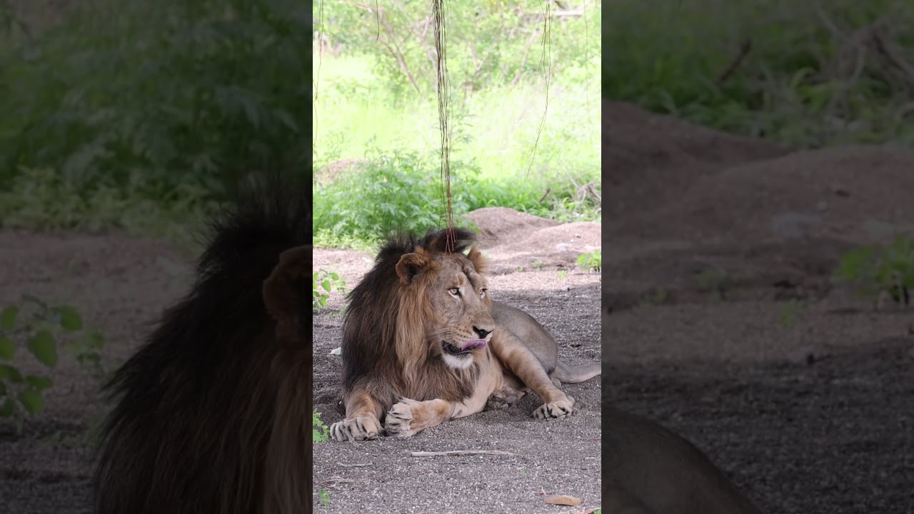 Real Wild Moments: Nature’s Drama Caught Live 