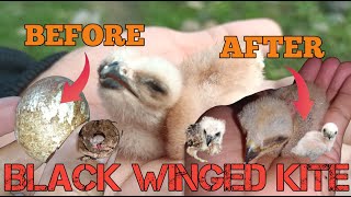 Download Lagu CARA MERAWAT ANAKAN BURUNG ALAP ALAP BLACK WINGED KITE USIA 0-7 HARI MP3