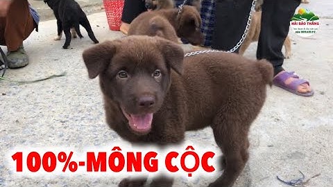 DÒNG CHÓ ĐỎ - MÔNG CỘC / CHỢ PHIÊN BẮC HÀ BÁN TOÀN ĐỒ LẠ TÂY BẮC. P45