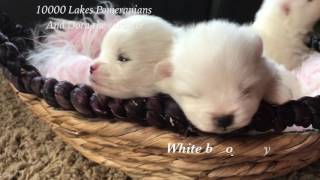 Pomeranian babies , 3 weeks old  ❤️