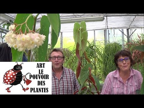 Vidéo: Taille des plantes de bégonia : comment et quand tailler une plante de bégonia