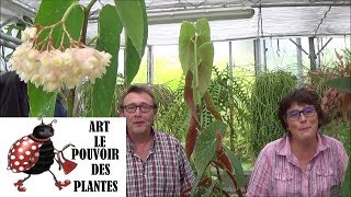 Tuto jardinage :Tamaya, bégonia bambou, Begonia maculata: entretien et arrosage: plante d'intérieur