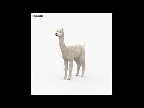 3D Model Alpaca HD at 3DExport.com