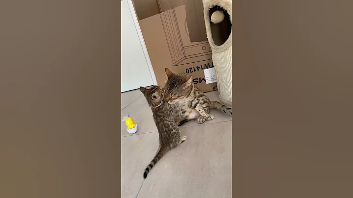 Video 4409481: bengal cat chaton kitten, bengal cat mother