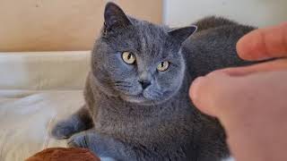 The British cat Sas loves treats; by Gorazd Zrimsek 457 views 4 months ago 1 minute, 38 seconds