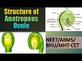 Structure of anatropous ovule