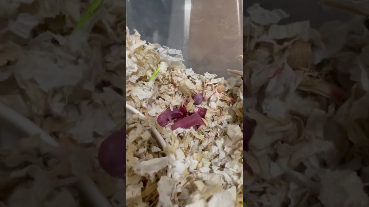 Roborovski dwarf hamster 