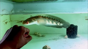 Cách lên vảy 100% ở dòng cá lóc vảy rồng.