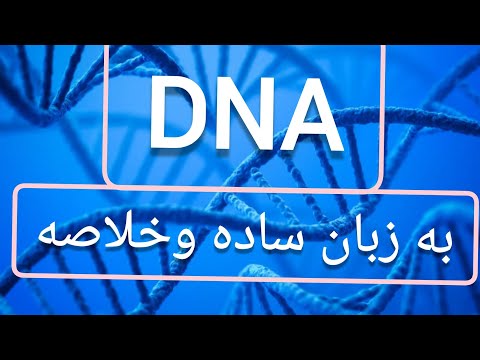 تصویری: کدام بازهای پیریمیدین در DNA یافت می شود؟