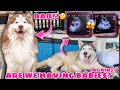 Is Malia Pregnant? | Husky Undergoes Ultrasound | Husky Pack TV