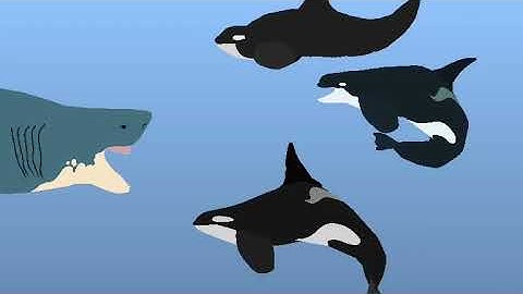 3 Orcas Vs A Megalodon