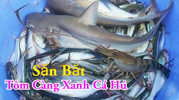 Săn Bắt Tôm Càng Xanh Cá Hú Cá Xác Sọc Mồi Độc Lạ Nhất Miền Tây Sông Nước / Kiềm Rapper