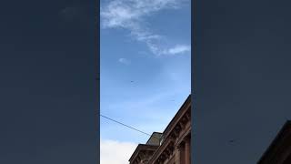 Störche drehen am Himmel Ihre Runden.