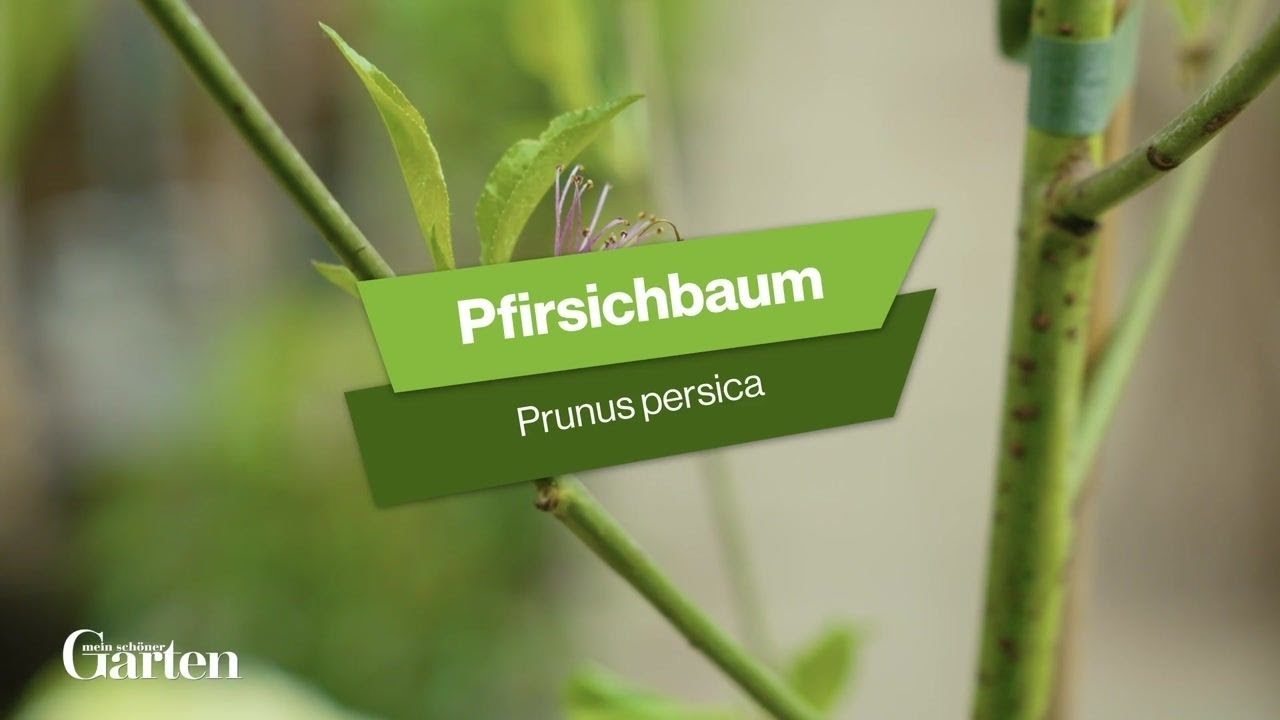 stickstoff dünger garten Rasen Dünger - Mineralischer NPK Flüssigdünger mit Stickstoff main image 1