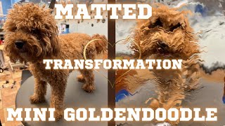 MATTED MINI GOLDENDOODLE, CUTEST HAIRCUT 🥰😍