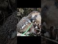 Samonamaszczenie 🦔z bardzo bliska#Shorts