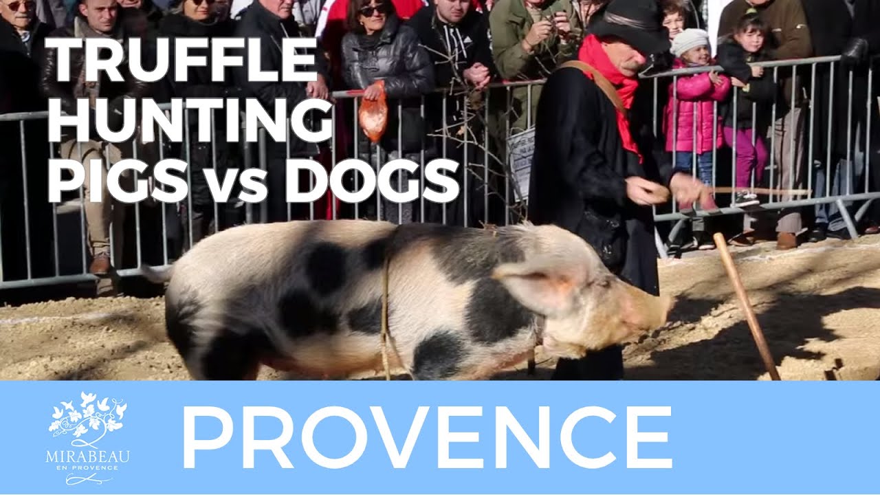Provence Truffle Hunters Dog versus Pig. YouTube