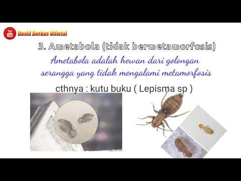 Video: Perbezaan Antara Metamorfosis Holometabolous Dan Hemimetabolous Pada Serangga