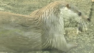 歐亞水獺 抓泥鰍 魚 20210510 C Taipei Zoo Eurasian Otter