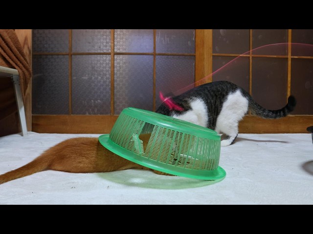 かごで遊ぶ茶虎子猫 260802 - YouTube