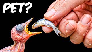 What Hatches From The World’s Strangest Eggs? 🥚
