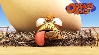 Baby Chicken Oscar COMPILATION| Oscar's Oasis | Kids Cartoons