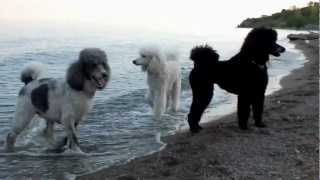 Standard Poodles Have Fun at the Beach