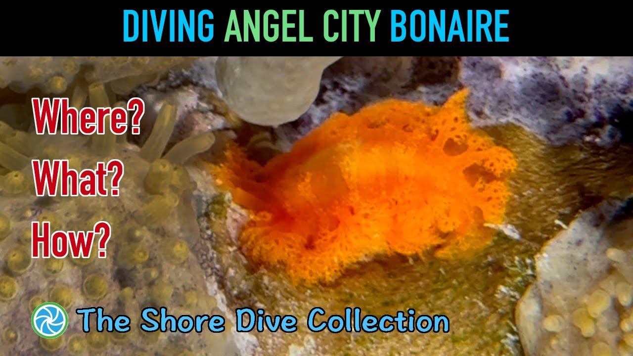 Diving Angel City - Bonaire | The Shore Dive Collection | TropicLens - 4K