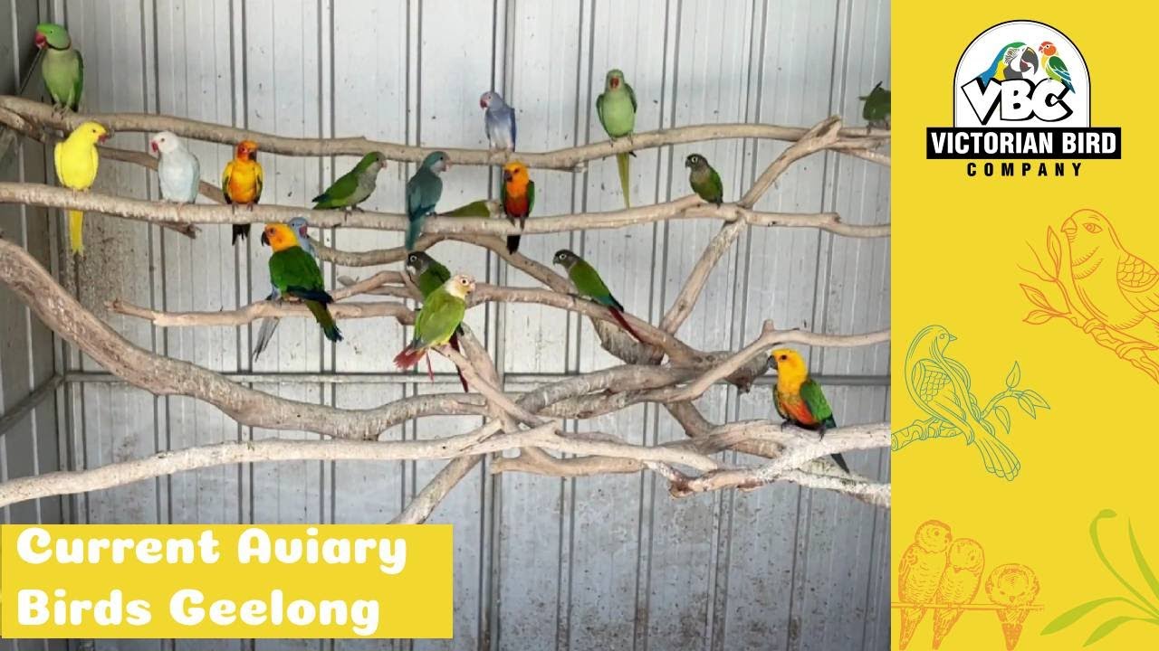 Current Aviary Birds Geelong 9/12/23 Victorian Bird Co YouTube