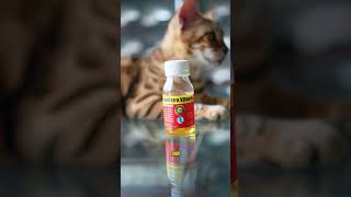 pentingnya vitamin imunitas buat kucing