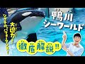 シャチに会える!鴨川シーワールドが100倍楽しめる水族館解説ツアー