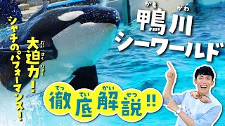 シャチに会える！鴨川シーワールドが100倍楽しめる水族館解説ツアー