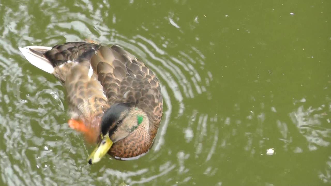 Ente vs. Fisch - YouTube