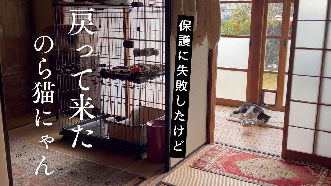 戻ってきたにゃん｜The stray cat I failed to rescue has returned