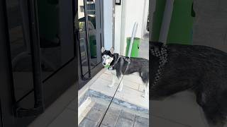 Köpeğim Hergün Kendine Bir Evlat Ediniyor 2. Gün