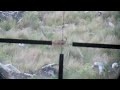 Roe buck shot with a SAKO S20 using .270 Powerhead II Barnes TTSX 110gr